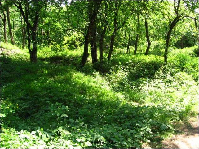 palos_09_03.jpg