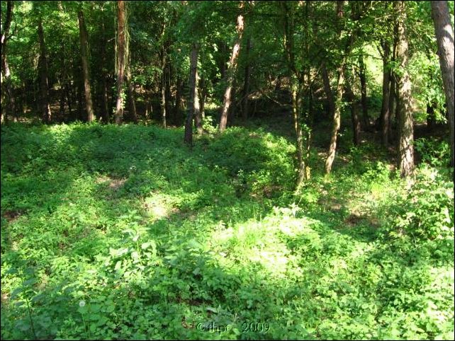 palos_09_06.jpg